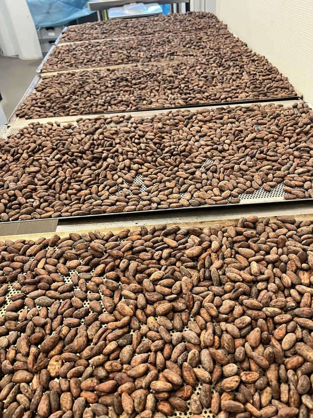 Guatemala - Agrûmes, cerise