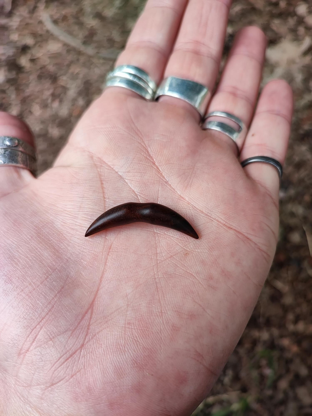 Barre de Piercing pour Septum en Bois de Noyer Noir
