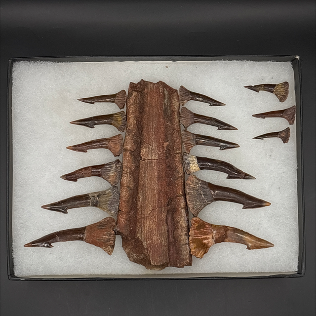 Onchopristis Rostrum Segment 