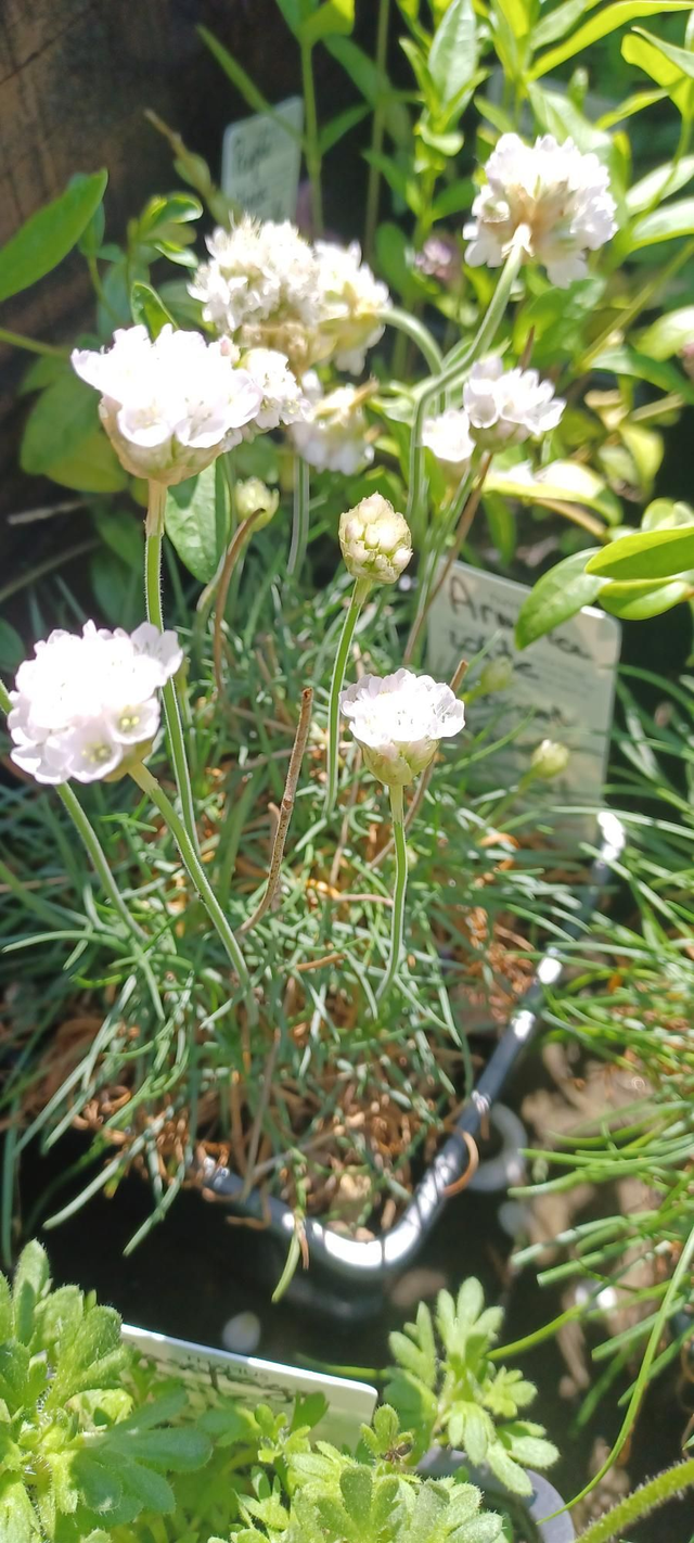 Armeria maritima Alba