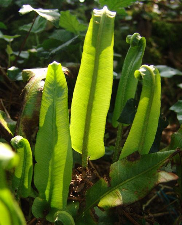 Asplenium scolopendrium plug plant