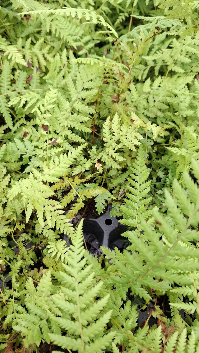 Dicksonia antarctica plug plant