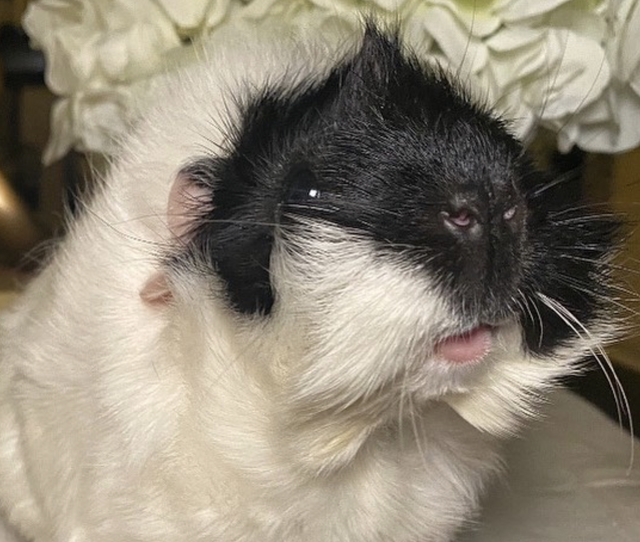 £250 donation to Patch's Piggy Trust