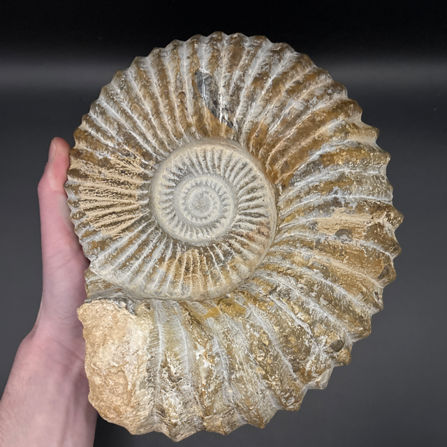 Mantelliceras Ammonite 