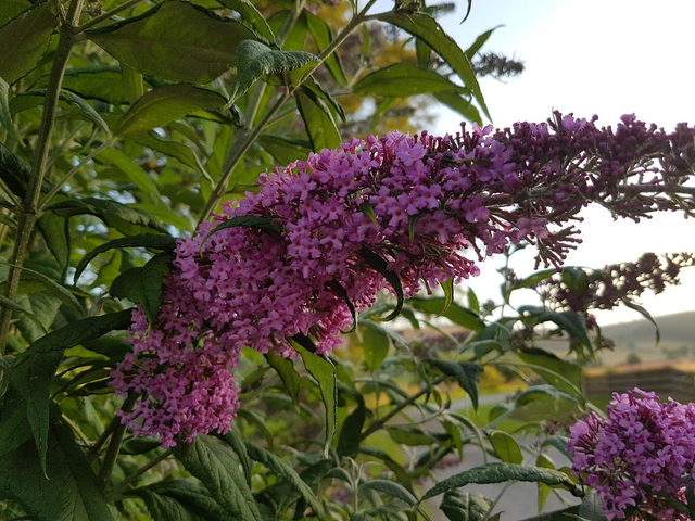 Buddleia Pink