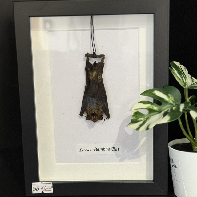 Lesser Bamboo Bat