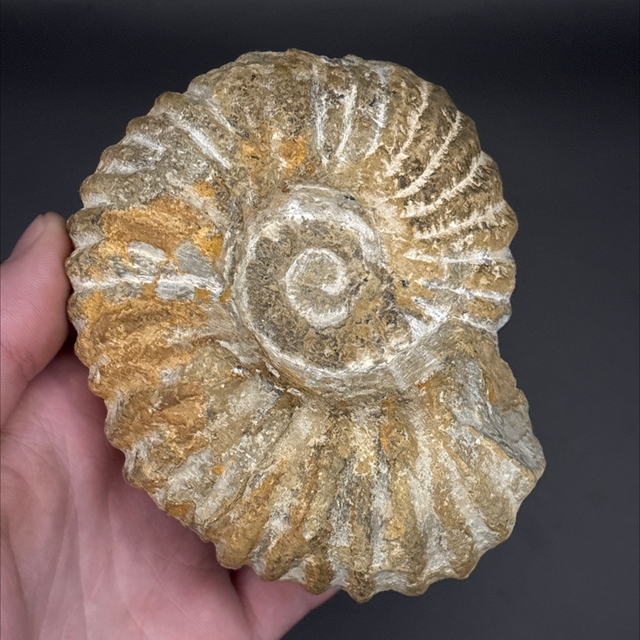 Mantelliceras Ammonite 