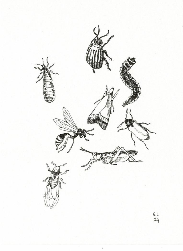 Insectes