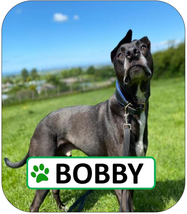 Bobby Sponsorship Pack