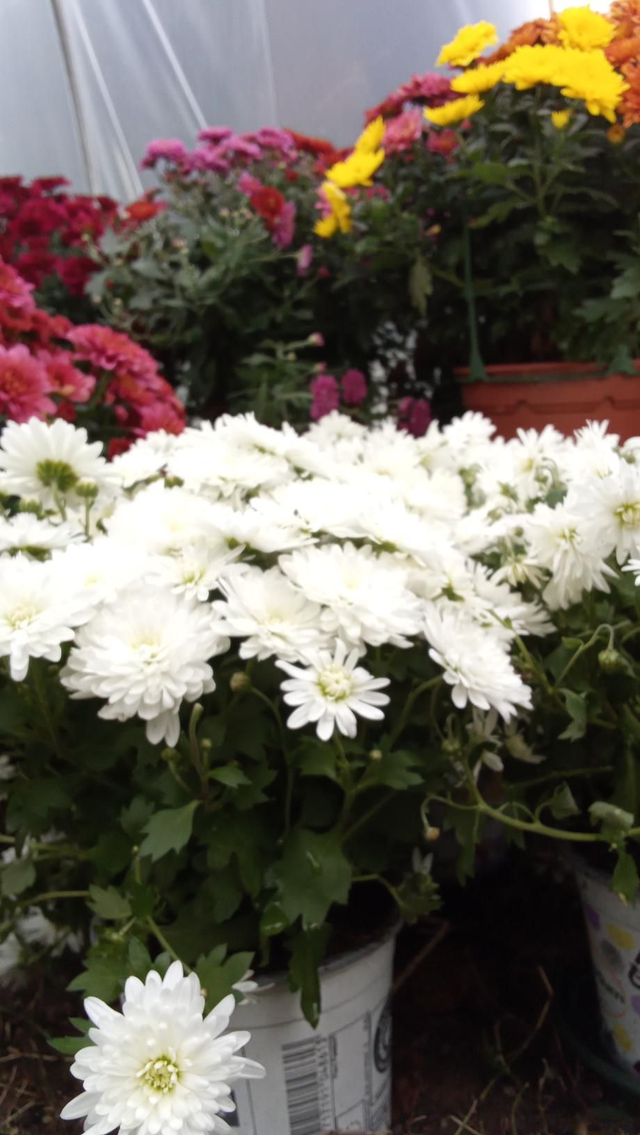 Chrysanthème blanc