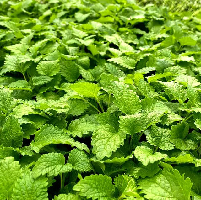 Lemon Balm (Melissa)