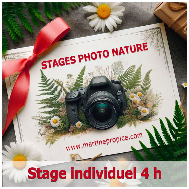 A002 - Stage individuel 4 h