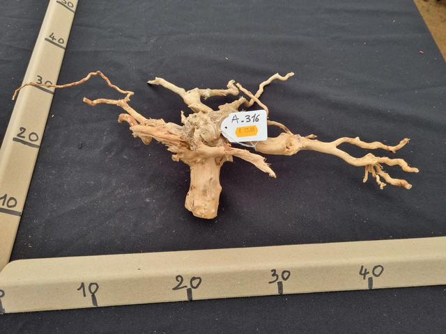 Racine araignée A-316