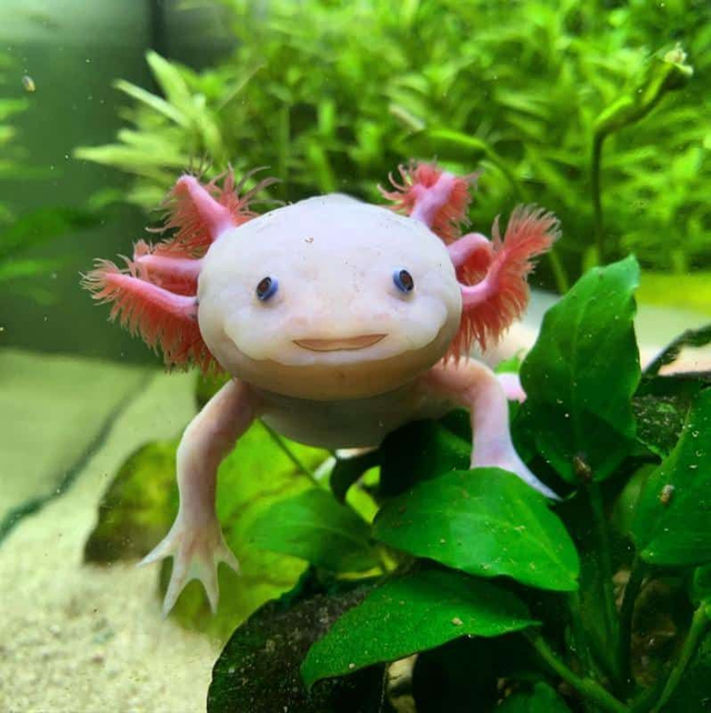 Axolotl