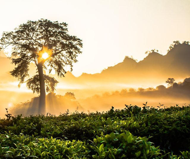 Online Therapeutic Support Group CSA 