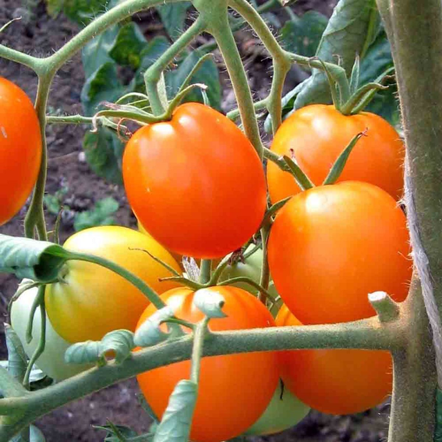 Tomate Auriga