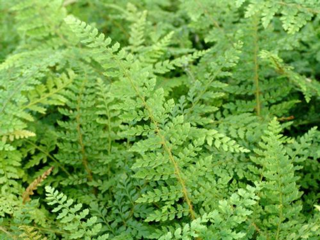 Polystichum setiferum 'Herrenhausen' P9 (0.5 litre) 