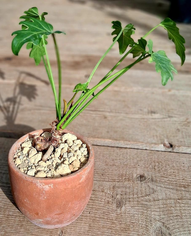 S13 . Philodendron Xanadu