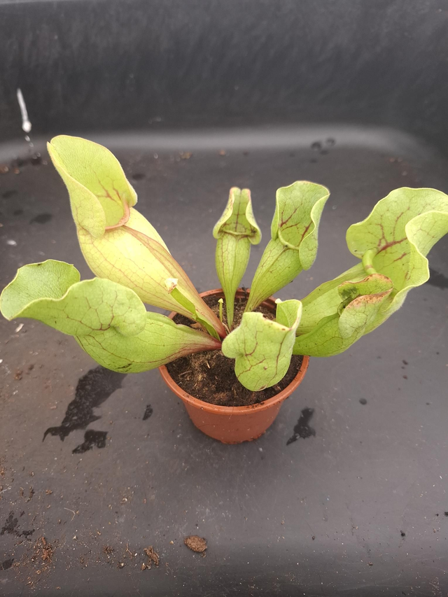 Sarracenia purpurea &#039;Montana&#039;- Purple Pitcher Plant 9cm pot