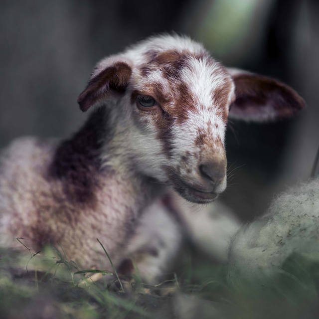  lammetjesdag zondag 8 maart