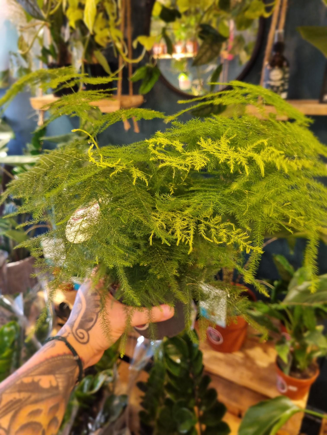 Asparagus fern in 12cm pot 