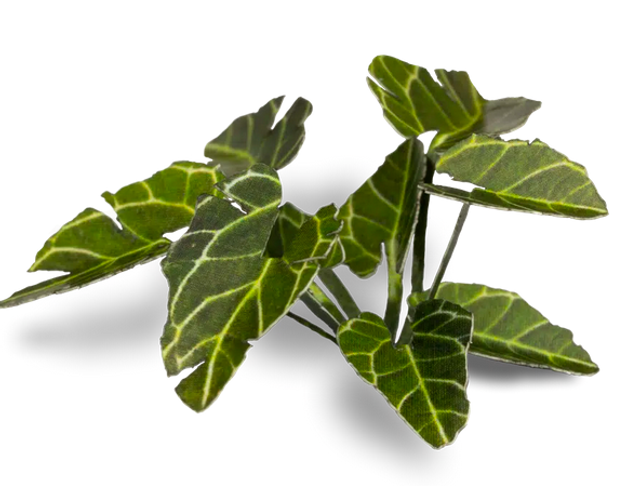 Laser Plants - Elephant Ear