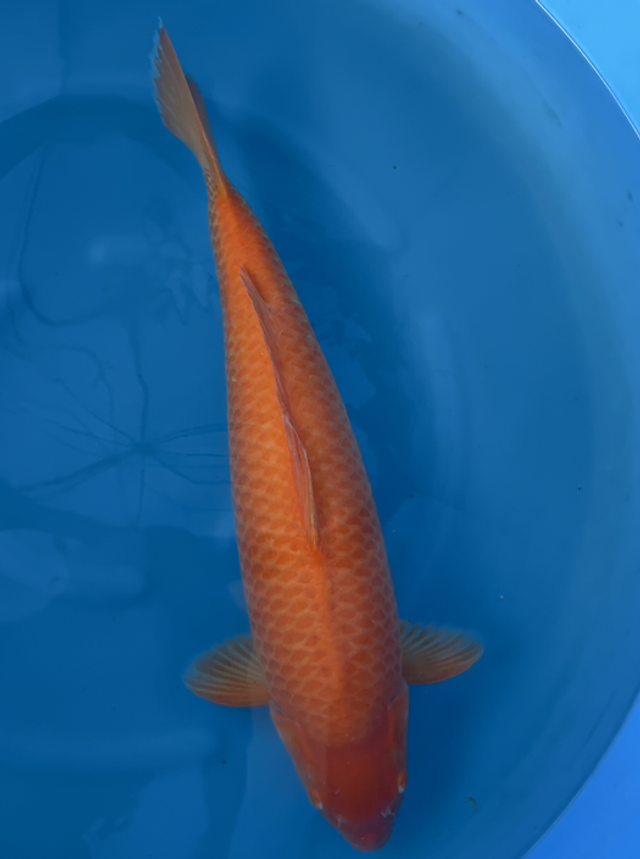 Red karashigoi 65-70 cm