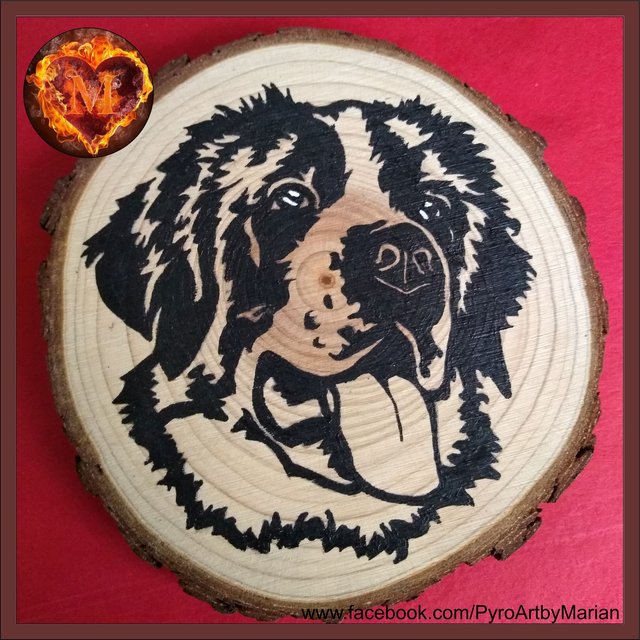 St. Bernard 💖🐶