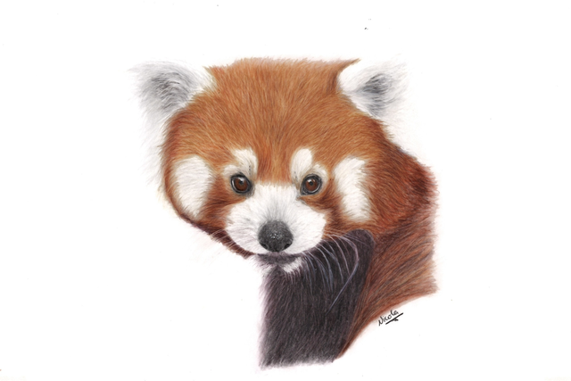 Red Panda card