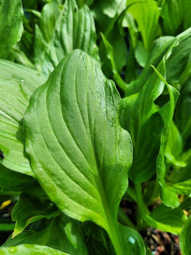 Hosta 'Stirfry' 