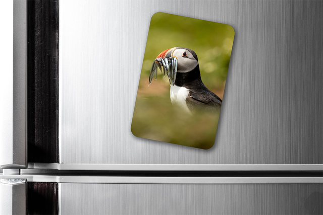 Snack Time, Skomer Island