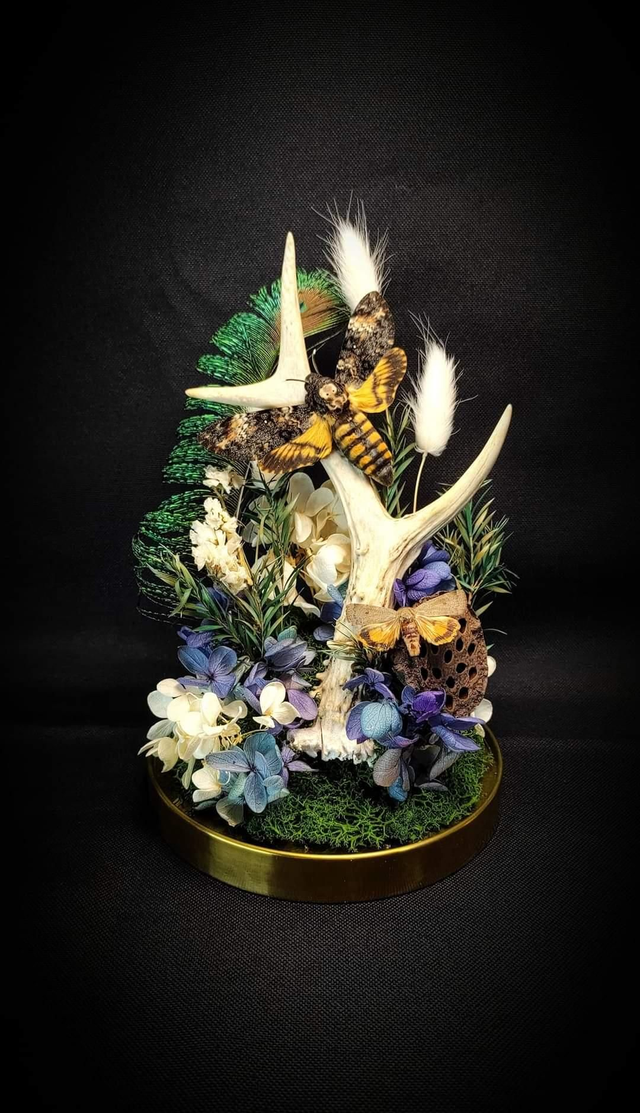 Diorama Papillons Sphinx tête de mort & Bois de Chevreuil 