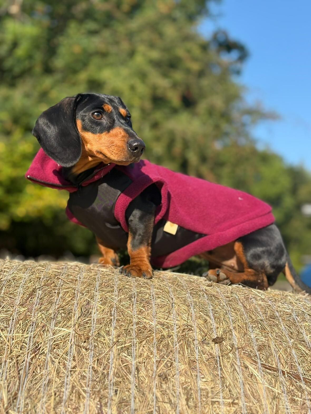 Waterproof belly dog fleece
