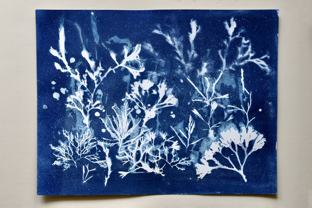 Algae - Galaxia Aquatica 2.1 - 50 x 70 cm 