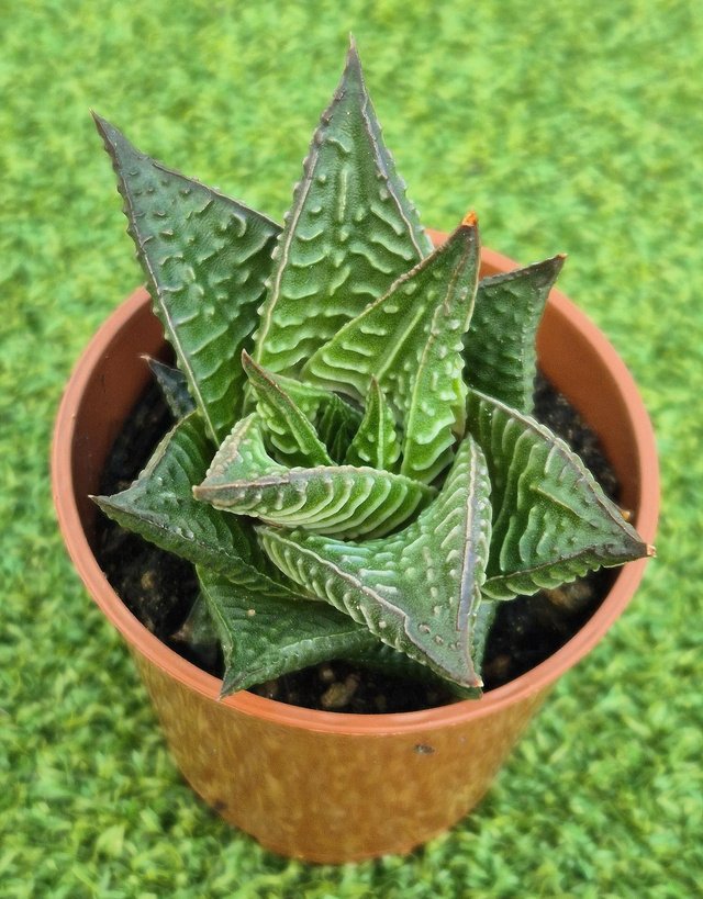 Haworthiopsis limifolia 