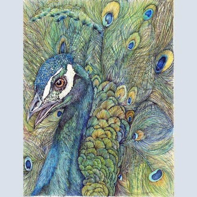 Peacock