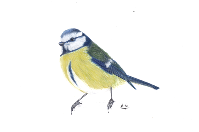Bird Blue tit card
