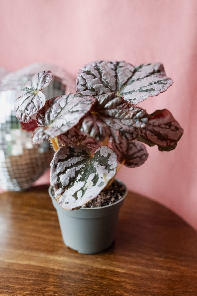 Begonia Rex Chayo 🌿