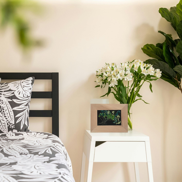 Anémone Vert Emeraude