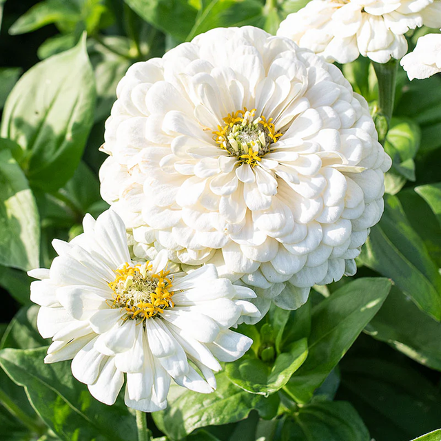 Zinnia Polar Bear (Dahlia Flowered)