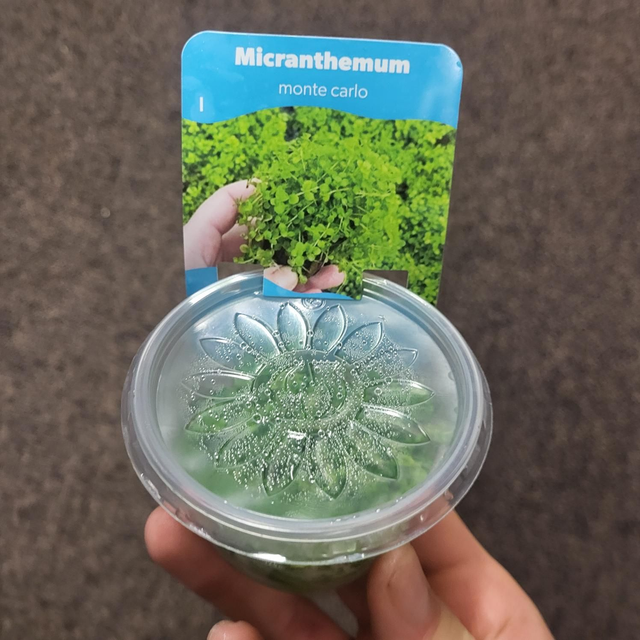 Micranthemum Monte Carlo in vitro 80cc 5413953064619