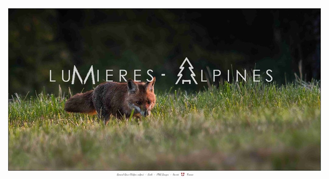 Renard (PNR Bauges) 57*31cm