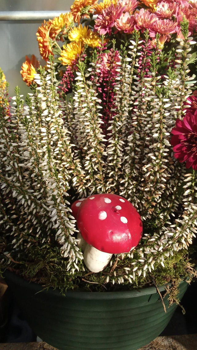 Coupe 27 bruyères trio