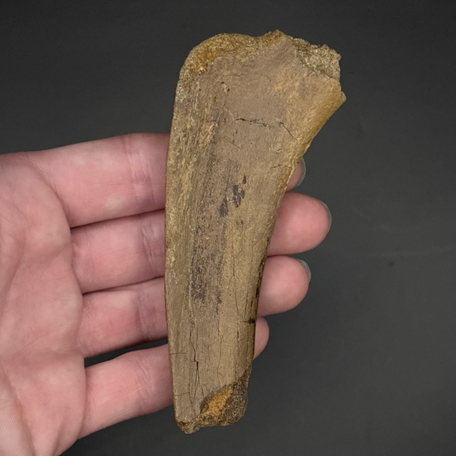 Dromaeosaurid “Raptor” Rib 