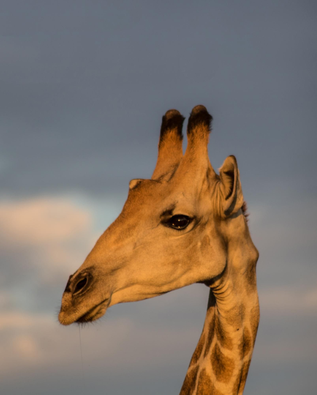 Giraffe Ceramic Photographic Mug