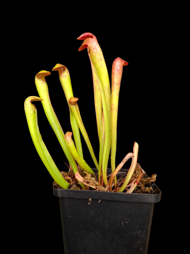 Sarracenia minor var. okefenokeensis 1 litre