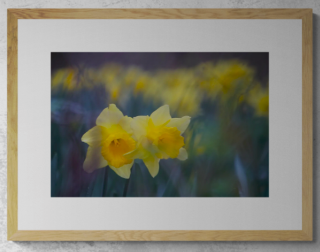 Daffodil Delight - Print