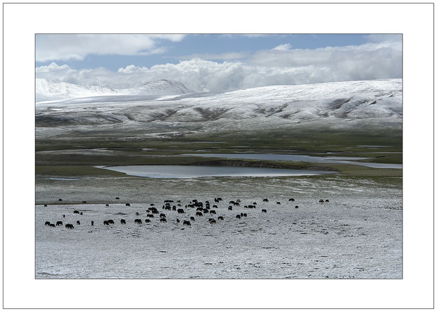 Yacks paissant fin août dans la prairie d'un col du Tibet.