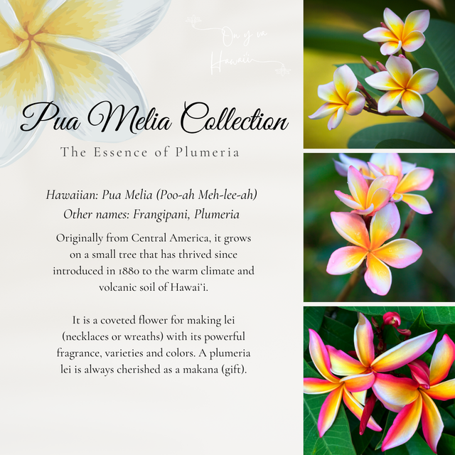 Boucles d'oreilles en Bois / Wood Earrings - Pua Melia Poahi