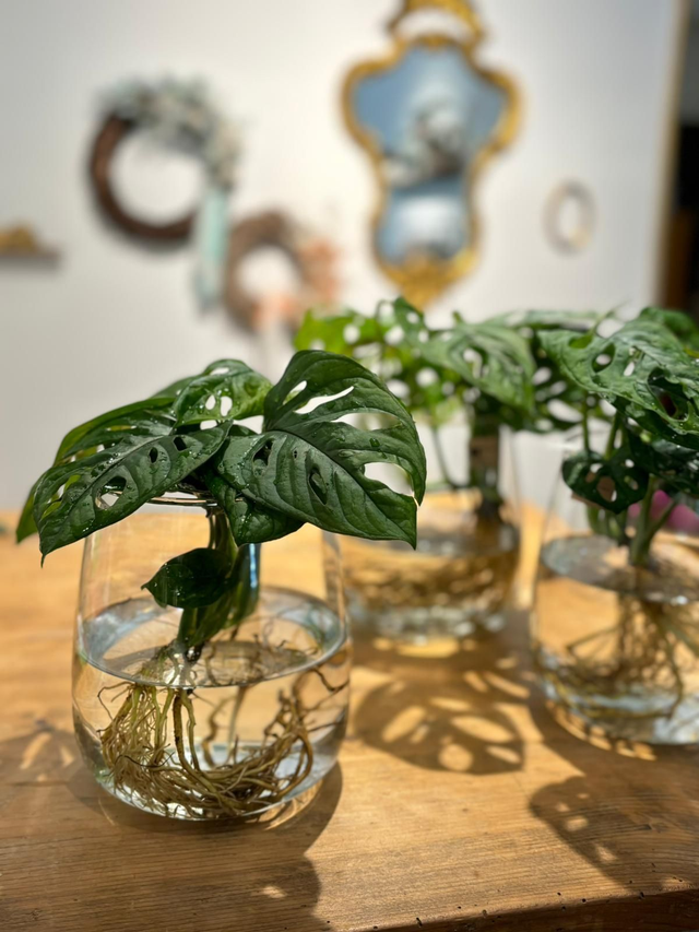 Monstera idroponica